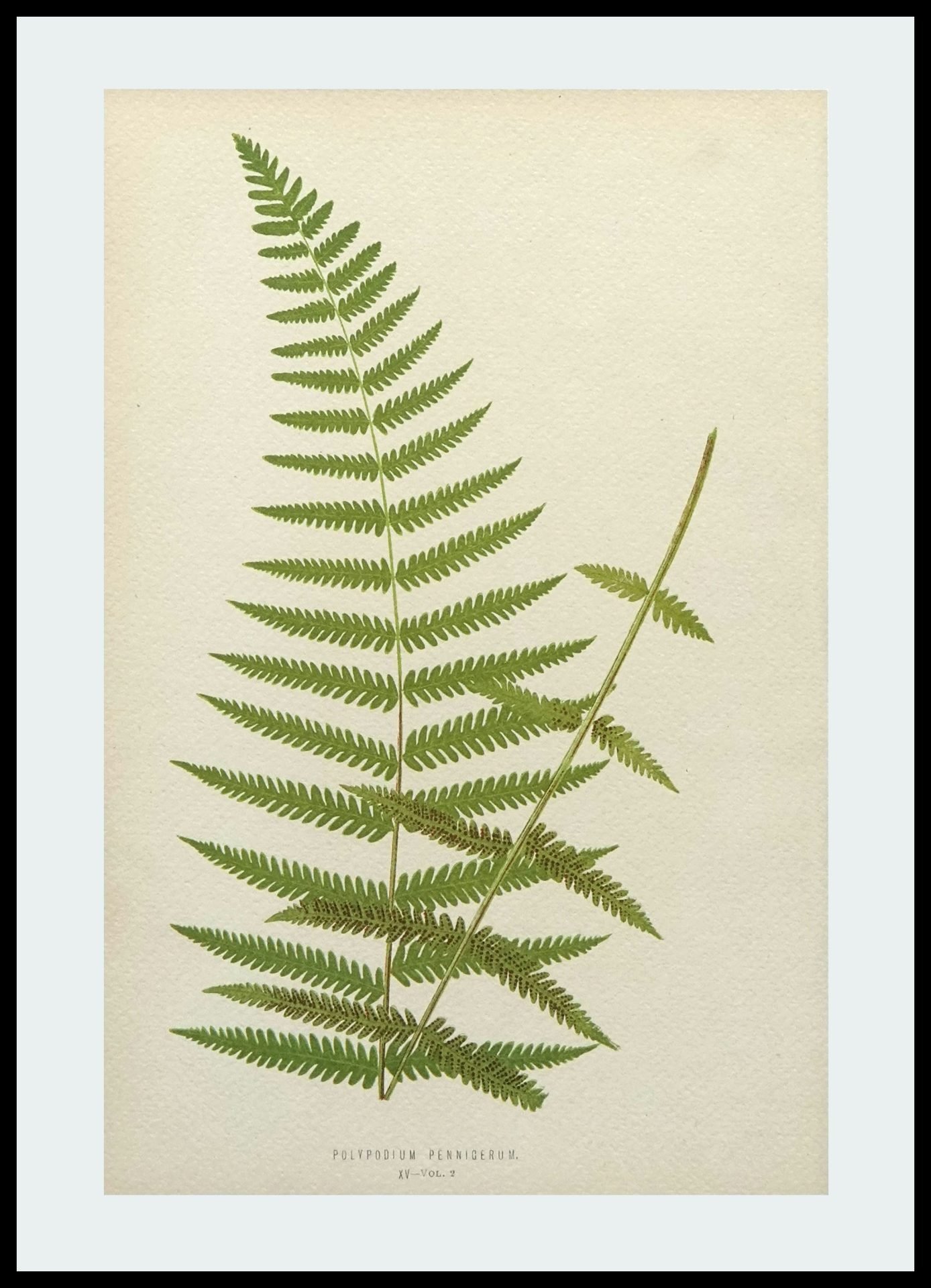 DNA AAP805 Polypodium Pennicerum